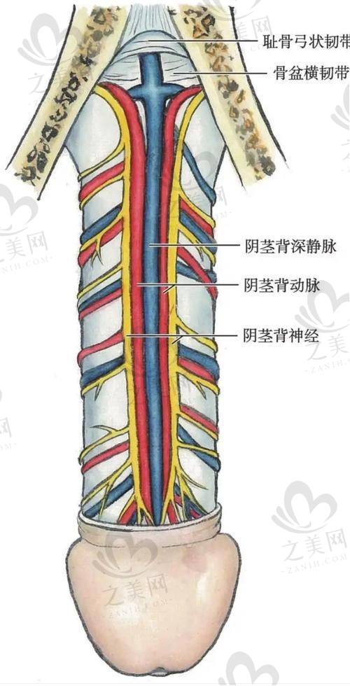 术后修复情况