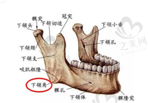 正规性分析