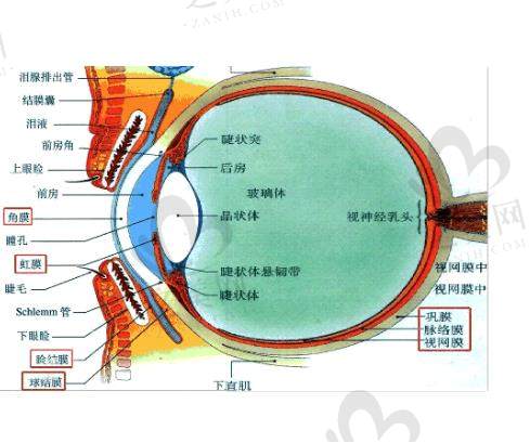 爱尔眼科近视手术2025价目表大揭秘!激光、晶体植入类价格全览,还有地区差异和优惠分析