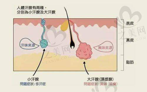 技术优势显著