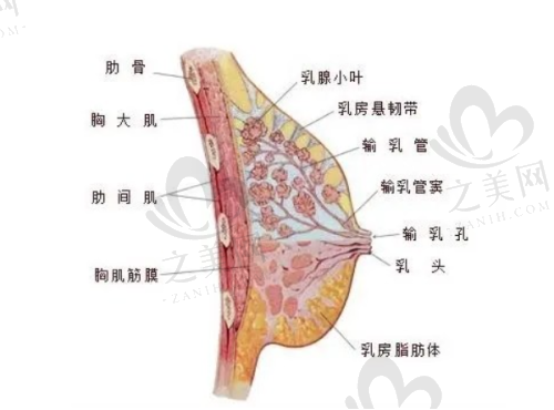 美迪塑线提升提升优势多