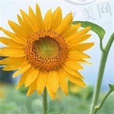 花花