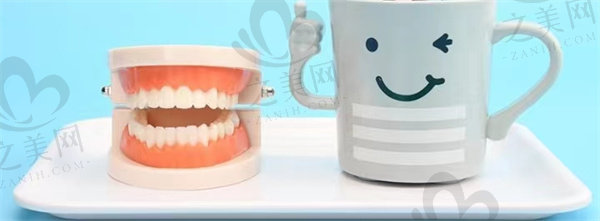 牙齿模型和刷牙水杯