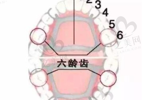 什么是六龄齿，一图明了