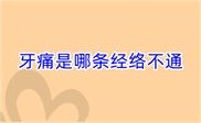 牙痛是哪条经络不通?牙齿对应的器官反射区图解