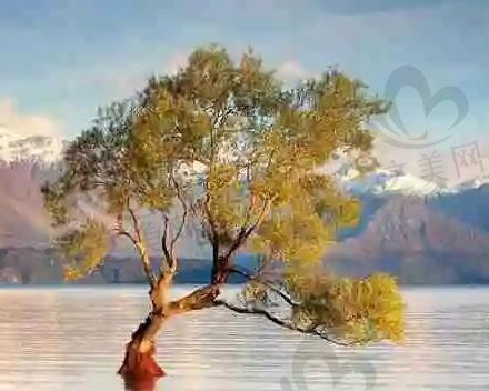 来自村里的霸主