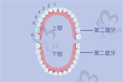 少一颗牙可以戴牙套吗?为何医生说缺失7号牙没事