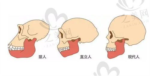 人类进化之前牙齿数量多且牙颌骨大