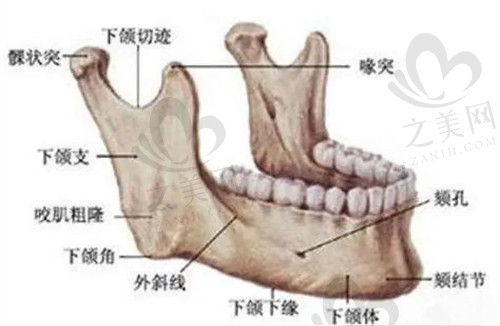 下颌骨骨骼组织