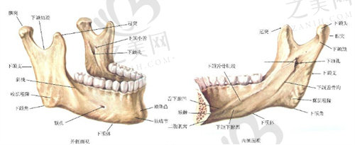 下颌骨结构