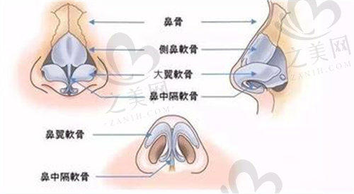 鼻部结构