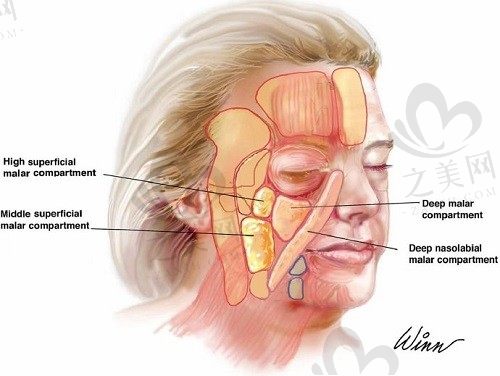 种植牙价格怎么样_之美网