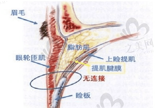 广州荔湾区人民医院眼部结构图