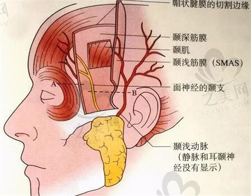 耳部构造