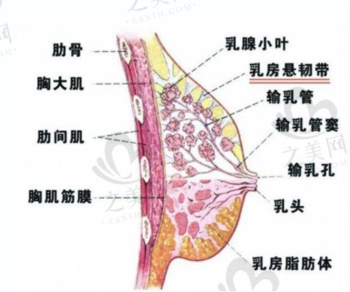 韩国普爱德PRIDE整形隆胸切口隐痕恢复的快,徐贤佑赛彬假体隆胸6w起
