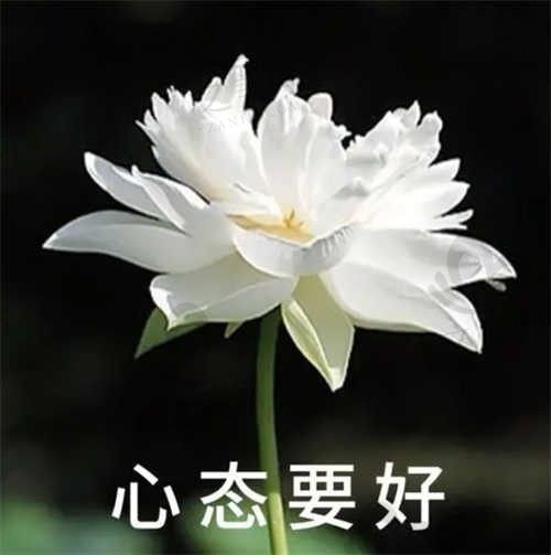 森
