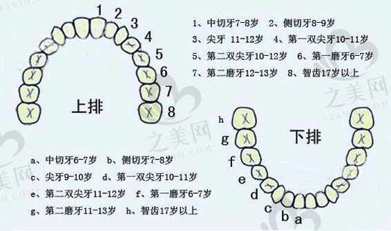 儿童换牙时间.png